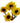 viking_daisy-yellow