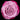 rose-lavender_purple_rain
