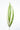 aspidistra-variegated