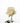 rose-cream-sahara-2