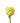 rose-yellow-stardust-2