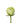 rose-green-lemonade-1