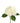 hydrangea_jumbo-white