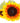 sunflower-firewalker