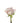 rose-cream-menta-2
