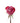 rose-lavender-deep_purple-2