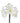 amaryllis-white