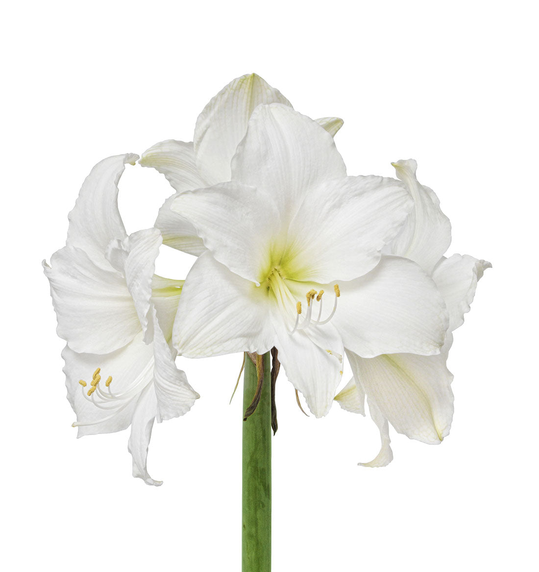 Amaryllis, White