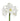 amaryllis-white