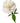 peony-white