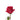 rose-hot_pink-pink_floyd-2