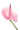 anthurium-pink