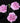 carnation_mini-lavender
