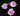 carnation_mini-lavender