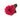 rose-hot_pink-pink_floyd-3