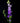 larkspur-purple