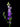 larkspur-purple