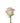 rose-cream-menta-1