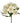 alstroemeria-white-whistler