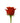 rose-orange-nina-1