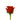 rose-orange-nina-1