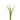 calla_lily-white-2