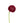 ranunculus-dark_pink