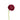 ranunculus-dark_pink