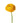 ranunculus-yellow