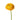 ranunculus-yellow