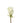 rose-white-escimo-1
