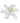 lily_oriental-white-1