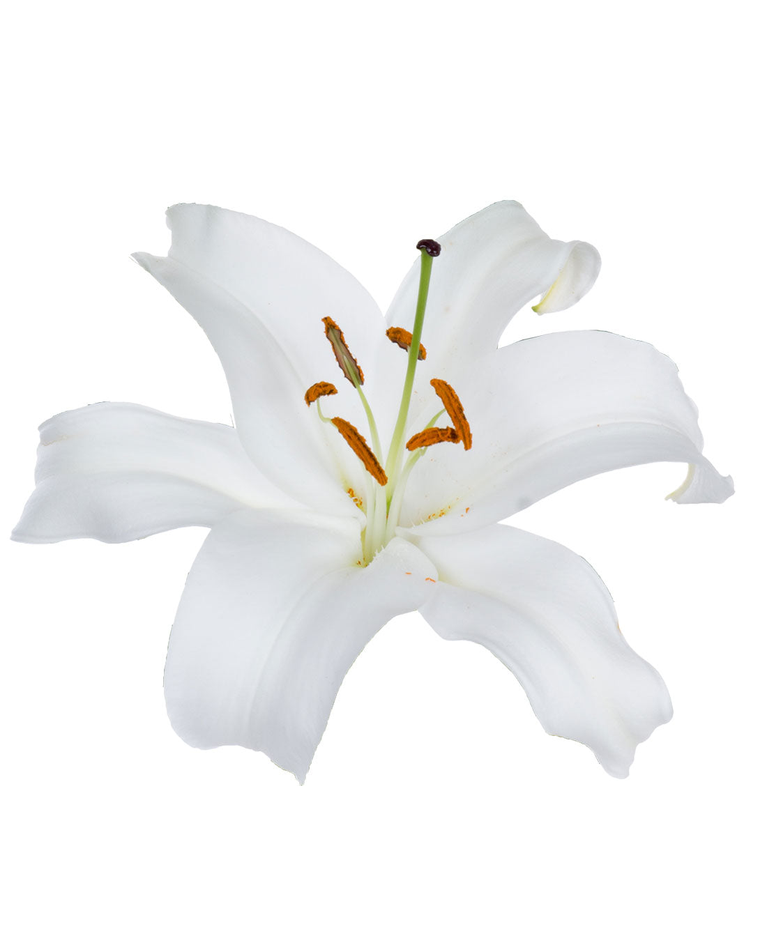white lily online store Oriental Lily, White – Charlotte Flower Market