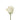 rose-cream-vendela-2