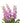 stock-pink