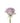 rose-lavender-ocean_song-2