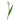 tulip-white