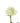 rose-white-mondial-2