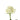 rose-white-mondial-2