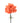 carnation-orange