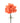 carnation-orange