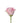 rose-light_pink-rosita_vendela-2