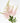 astilbe-light_pink