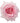 garden_rose-light_pink