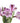 alstroemeria-lavender
