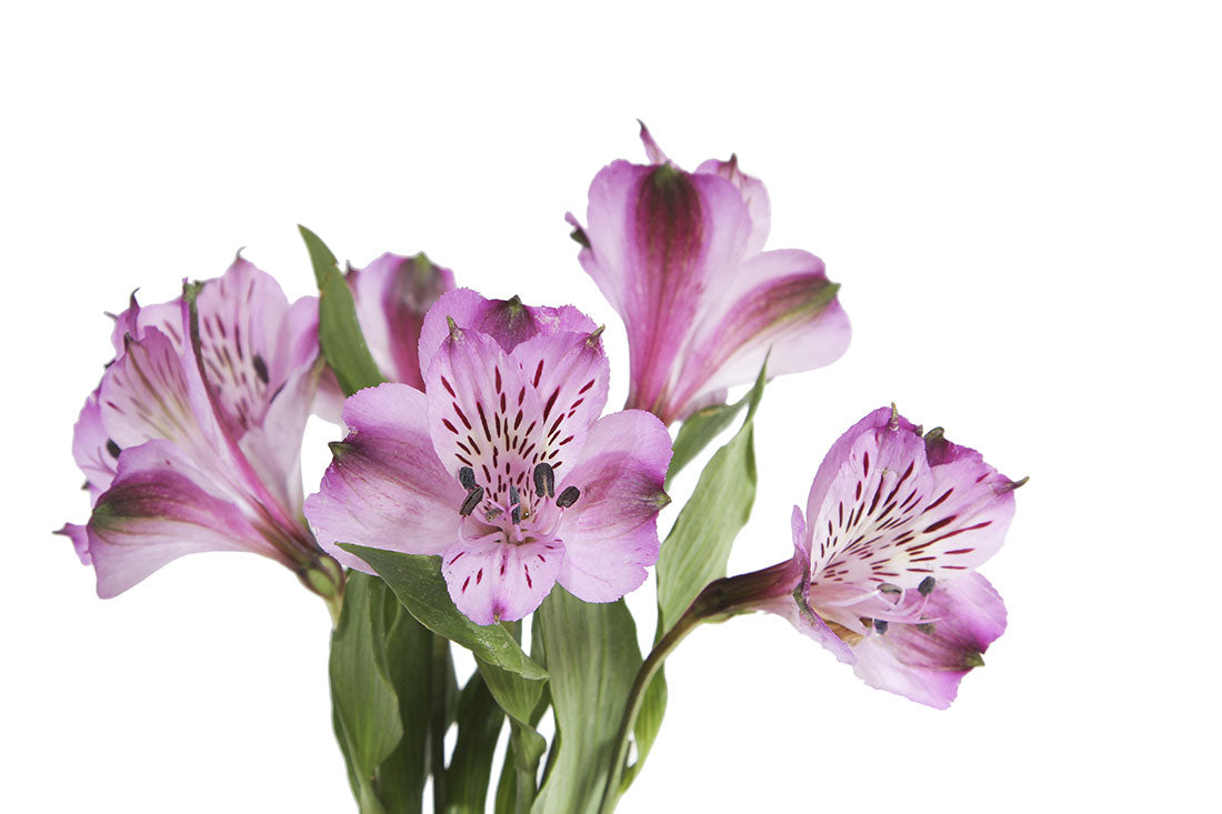 Alstroemeria, Lavender