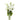 lisianthus-white-2