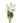 lisianthus-white-2