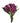 alstroemeria-purple-olympia