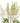 astilbe-white